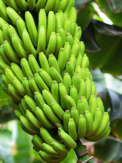 Itacu Corporation S.R.L