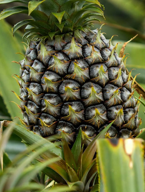 Itacu Corporation S.R.L