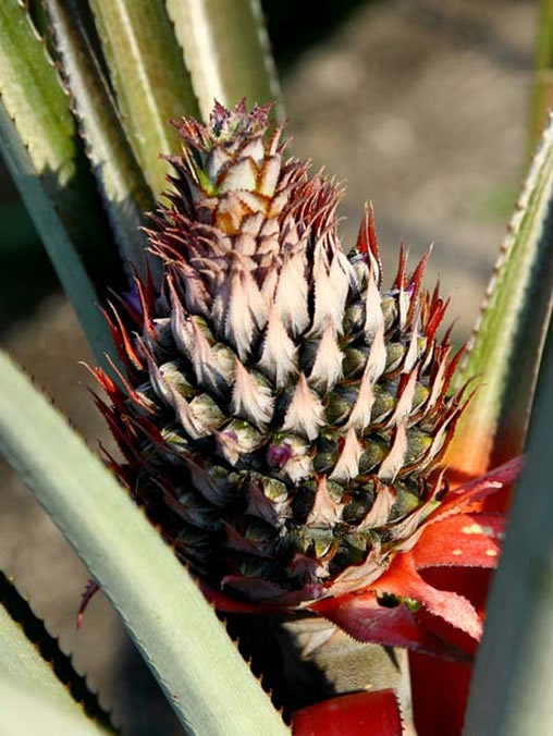 Itacu Corporation S.R.L